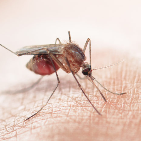 Apsauga nuo vabzdžių