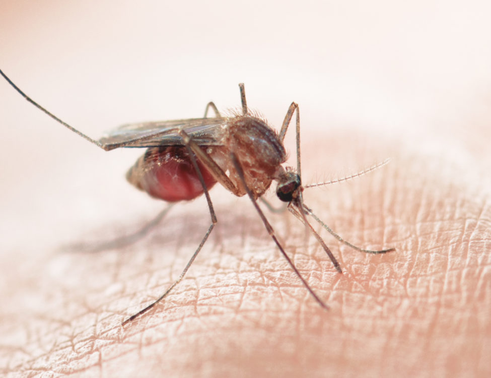 Apsauga nuo vabzdžių